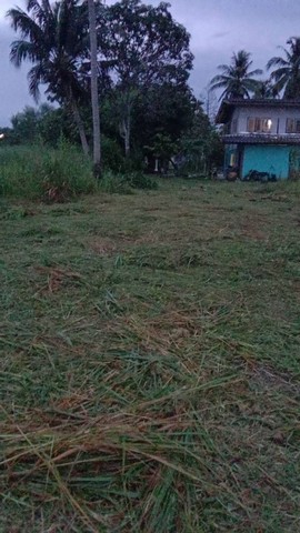 ขายที่ดินเปลงสวย ราคาดี โซนหนองเลง ศรีราชา ชลบุรี FP-L01909 