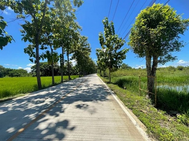 ที่นา วิวสวย ติดถนนคอนกรีต มี น้ำ ไฟ สันกำแพง       